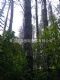 供应新西兰辐射松原木松木