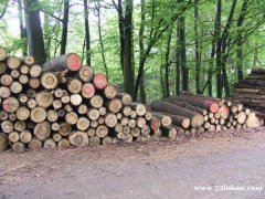 云杉原木，云杉板材，云杉原木价格