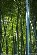 北京哪里有卖模仿竹竿