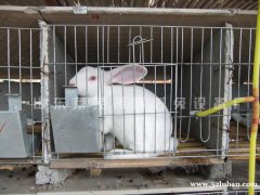 地板砖兔笼强调的是保持免舍内的空气新鲜