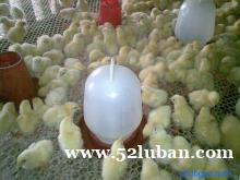 供应哈尔滨塑料网/肉鸡养殖专项使用塑料网/规格齐全/